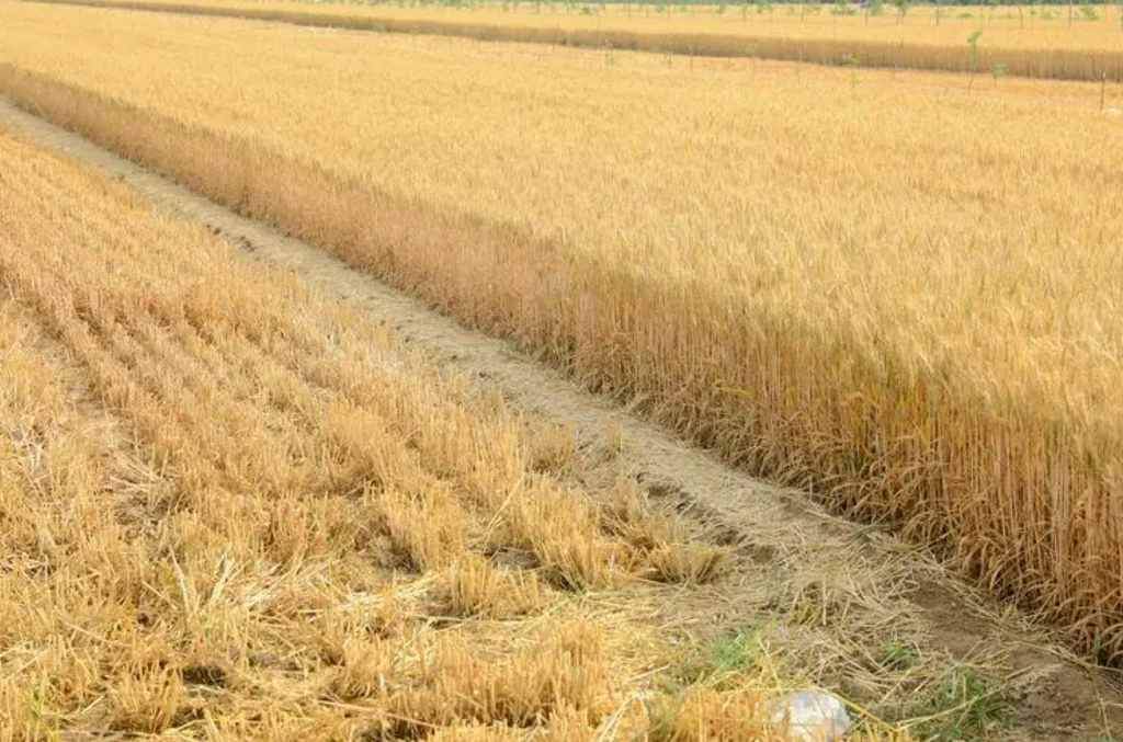 充当书面作品的标题生成器的提示词